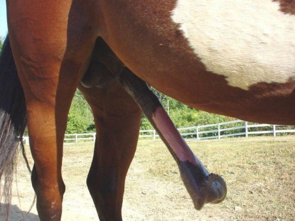 Sizemare's tweet photo. Fun fact: this is why she won’t fuck you
#horse #horsed #stable #stallion #cuck #stud #beast #zoo https://t.co/eDmQcFLEow