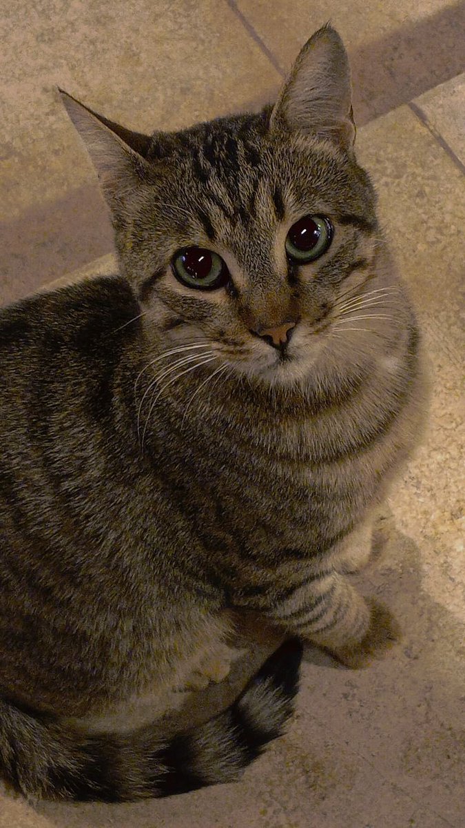 RAPHEALJOS5571's tweet photo. @Kingstaccz Hi @Kingstaccz meet my cat named wiffle 

We hope to be lucky 🍀 

FS4vuAp9jaToDSByaLoMVCBBkNNNP8JLhD6aQG7EJPwT https://t.co/vEa0KVv8p1