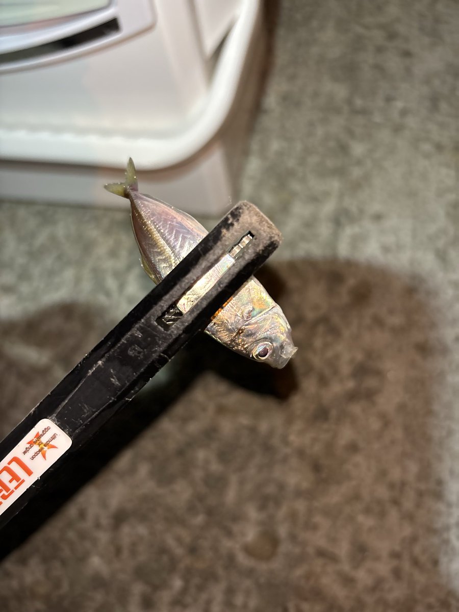 kijihatarou's tweet photo. 昨晩の釣果🐟
地元豆アジ

今日は豆1本で
1箇所目は思ったより当たり少なく、8cm程
流石に数が揃わんので移動

移動先でギリつ抜け
ポチャが2倍、当たりは3倍位
当たり出すのと掛けるのは上手くいった
抜きあげるのが難しい釣りやった😅
 #アジング
 #豆アジング
 #宵姫華弐59FL
 #23AIRITYSTSF1000 https://t.co/PM2DloozsL