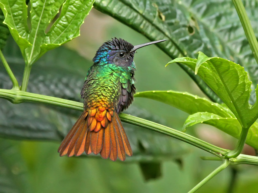 bioweb9's tweet photo. La especie del día: Zafiro Colidorado (Chrysuronia oenone). Pequeño colibrí de bosque lluvioso de tierras bajas. Frecuente en bordes de bosque y comederos.
📸 Roger Ahlman
🔗 https://t.co/vYsXVESYs2
#Biodiversidad https://t.co/In8LDraHXo