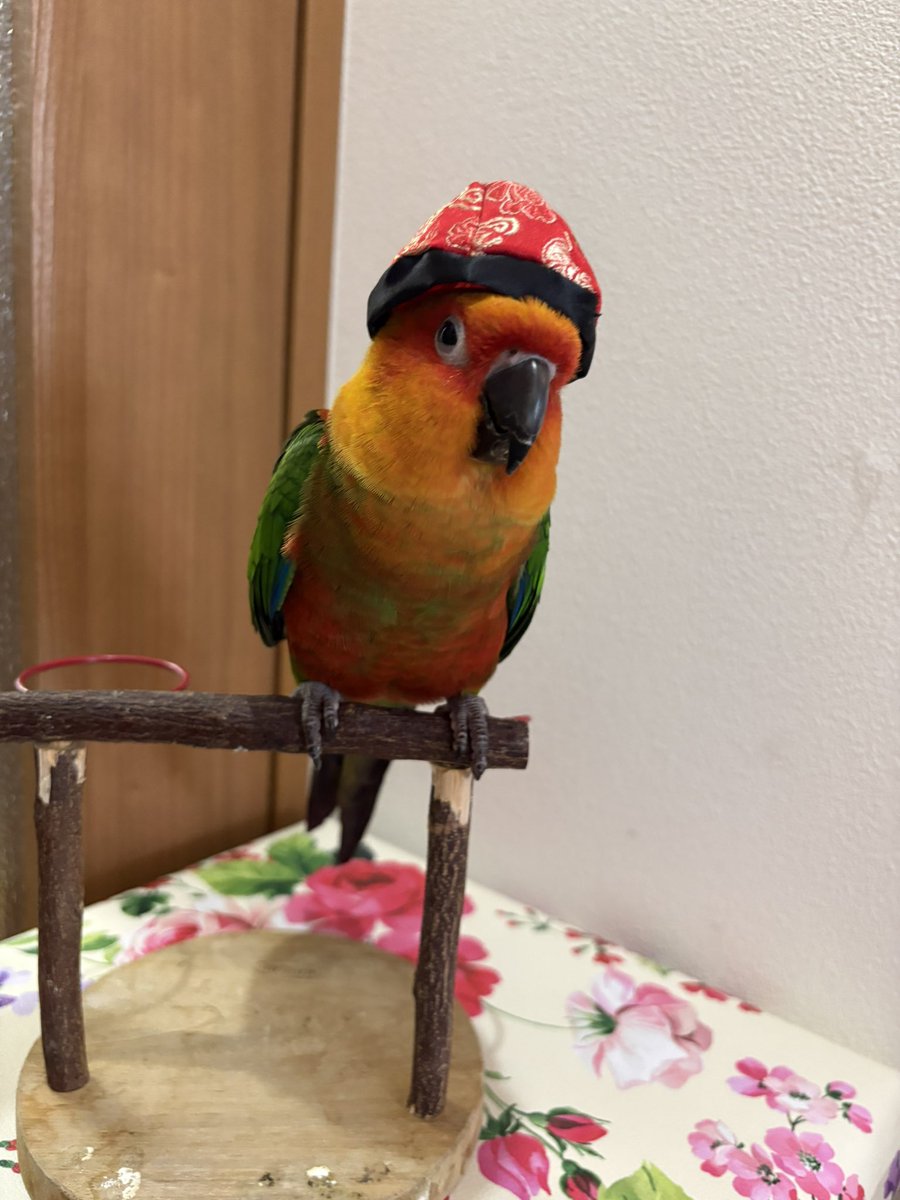 piiyoco's tweet photo. 赤いチャイナハットが馴染みすぎた感があるので、緑の🟢まるちゃんの方が映えるかな〜☺️ https://t.co/CL4QR483iH