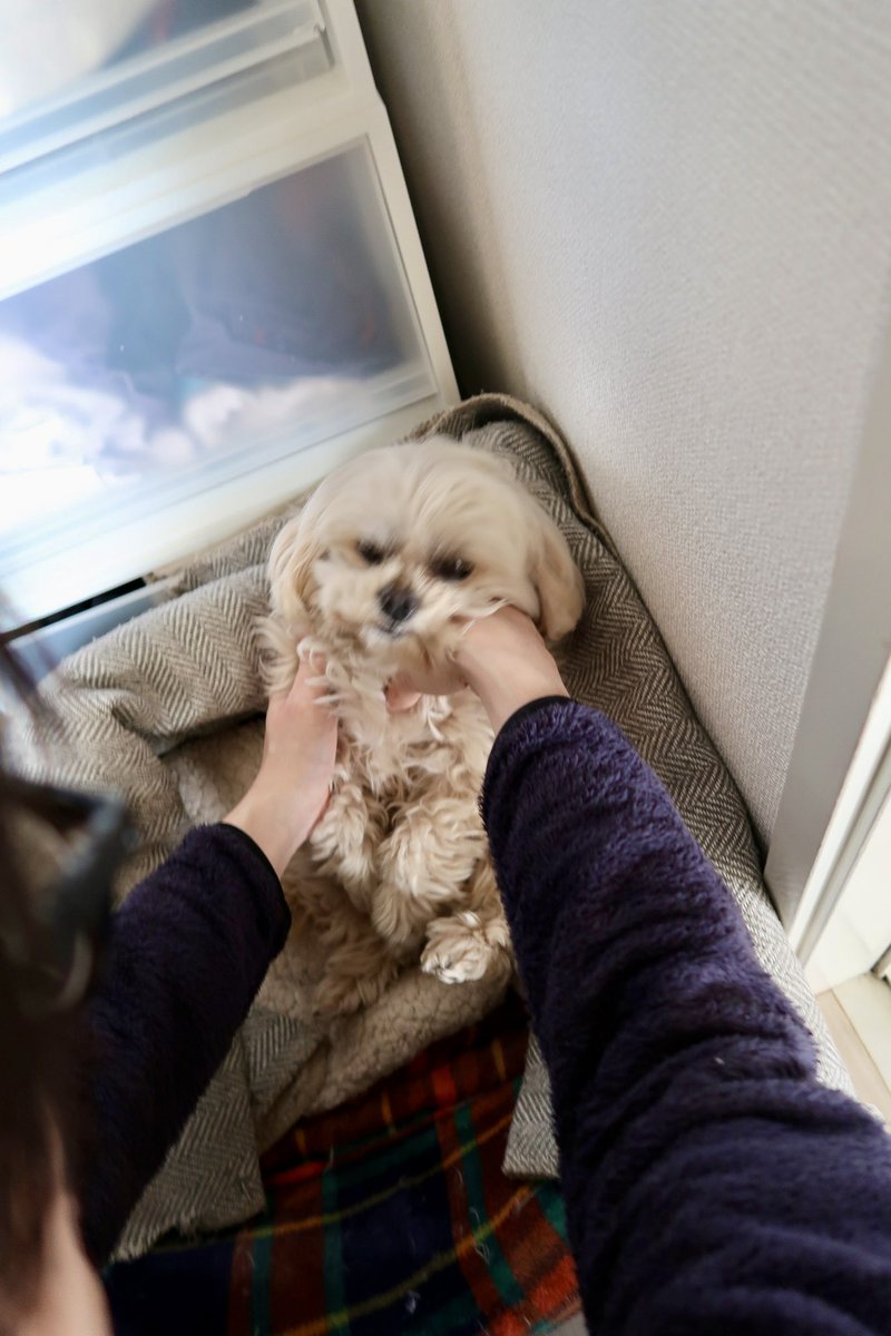 asobou_Riley's tweet photo. 朝から夫に、ぐにゃぐにゃ攻撃くらってた🫯

#ペキプー 
#小型犬のいる生活 
#ふわもこ部
#犬好きな人と繋がりたい https://t.co/SeTPG3I4mJ