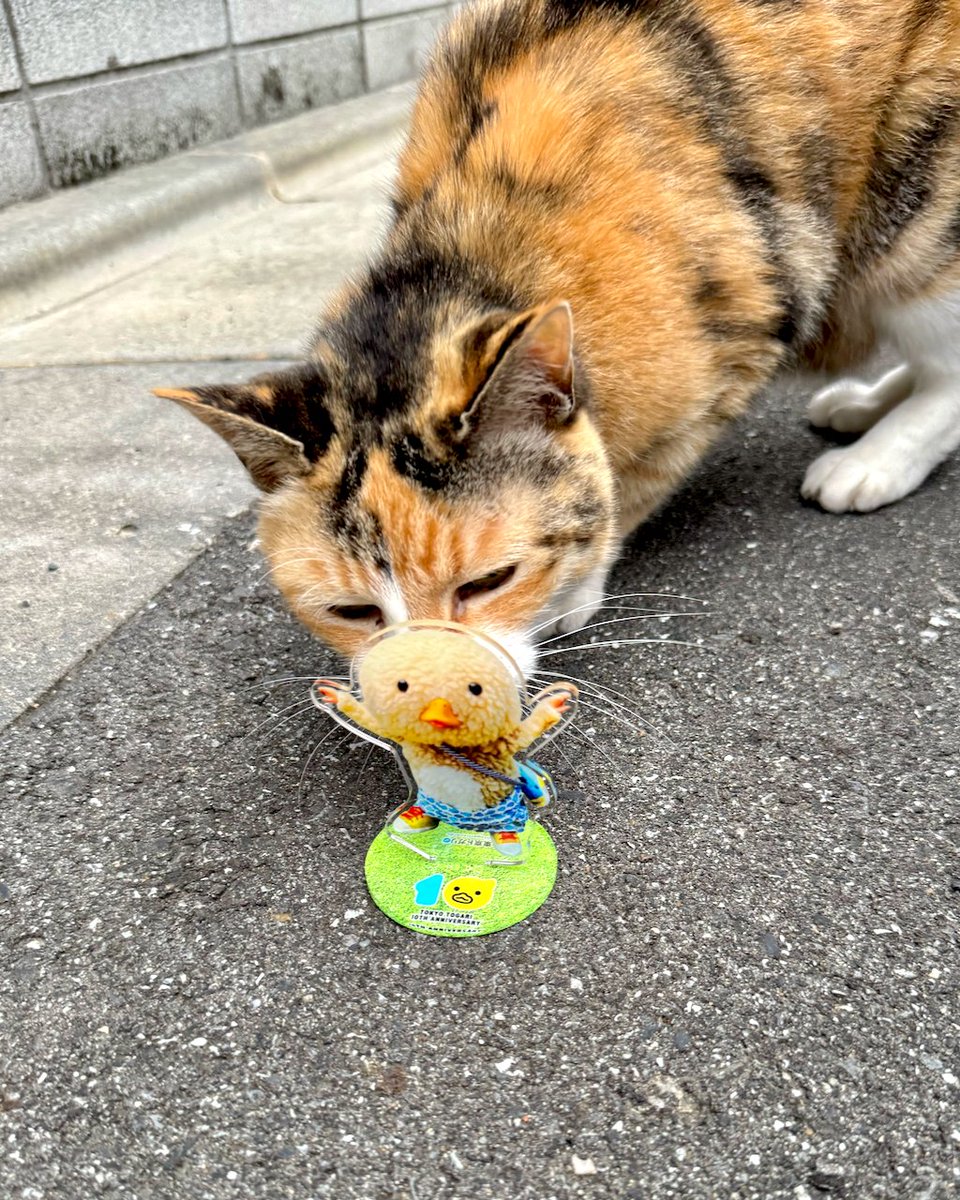 togarichannel's tweet photo. いつも遊んでくれる近所のニャー😺 https://t.co/ib0BleRWek