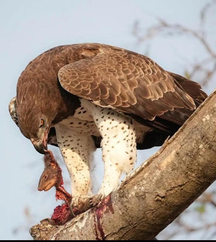Ja Kamagambo🇰🇪 tweet media