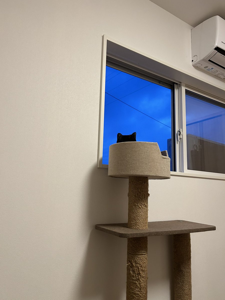 黒猫ロンとサビ猫ラムとお母さん tweet media