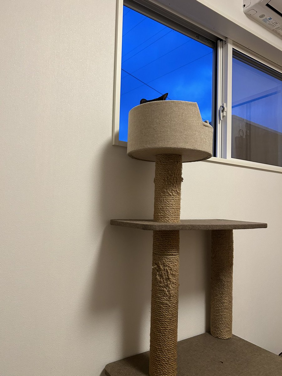 黒猫ロンとサビ猫ラムとお母さん tweet media