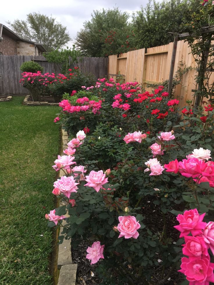 FujiClifford's tweet photo. 🌺🌹 https://t.co/tcDZs0rdxM