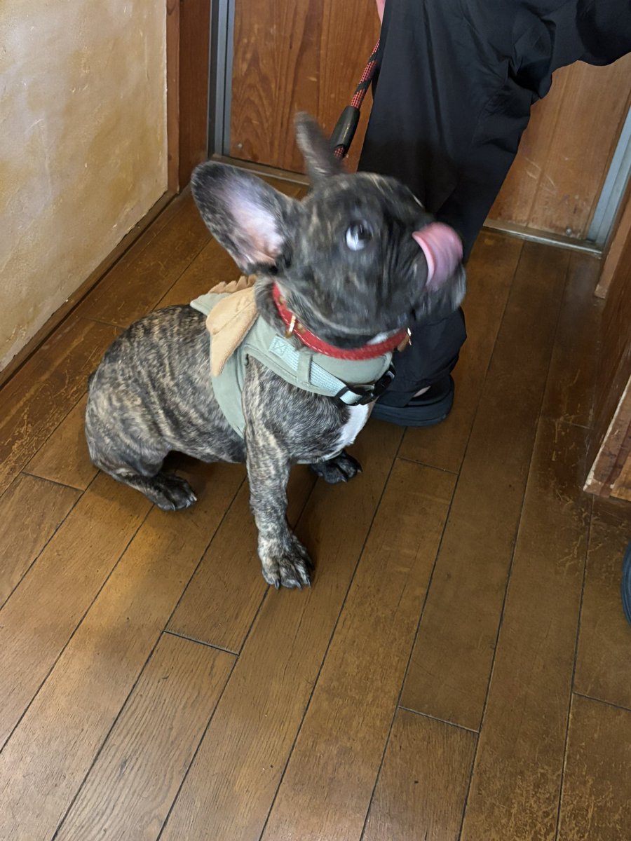 NonnoShi1's tweet photo. うちの犬可愛い見て https://t.co/5lpAyOjQZd