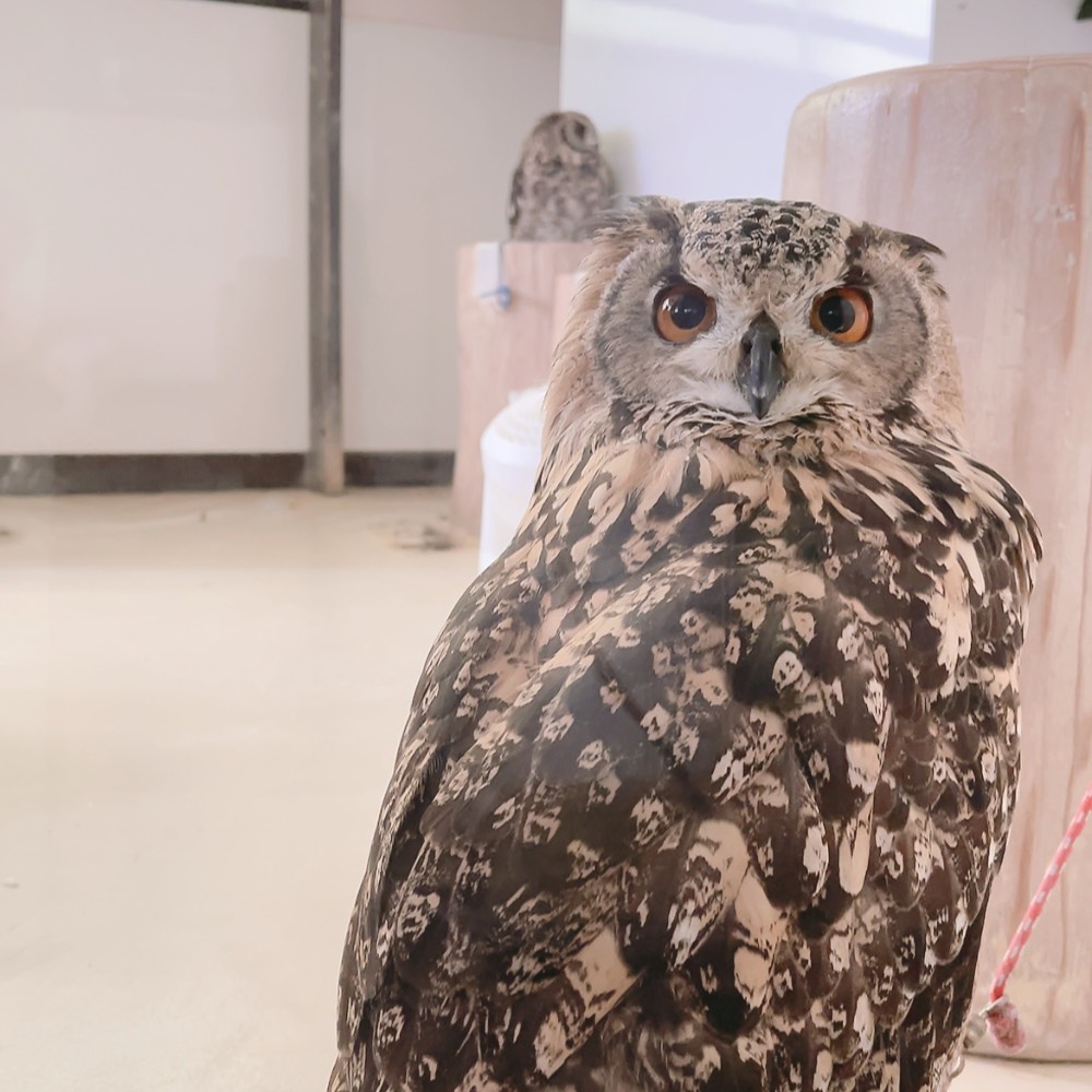 ふくろうの里 Owl Village tweet media