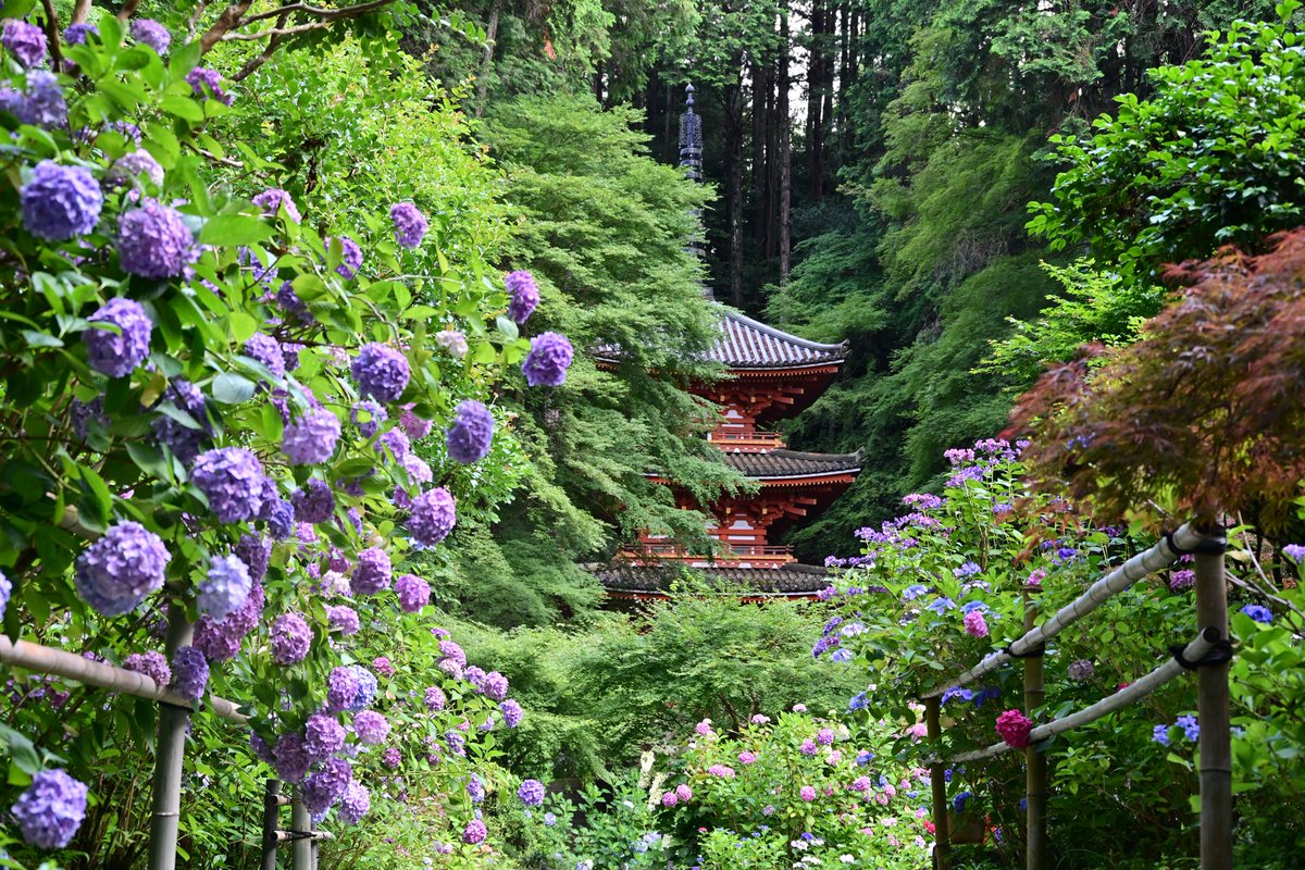 photo_walker's tweet photo. 今年も岩船寺さんの紫陽花を見に行って来ました。
朱色の三重塔と紫陽花、和傘とのコラボがとても素敵でした✨
#岩船寺　#あじさい寺 https://t.co/gAFWODqx6l