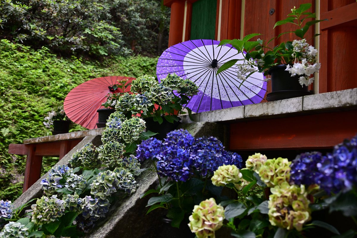 photo_walker's tweet photo. 今年も岩船寺さんの紫陽花を見に行って来ました。
朱色の三重塔と紫陽花、和傘とのコラボがとても素敵でした✨
#岩船寺　#あじさい寺 https://t.co/gAFWODqx6l