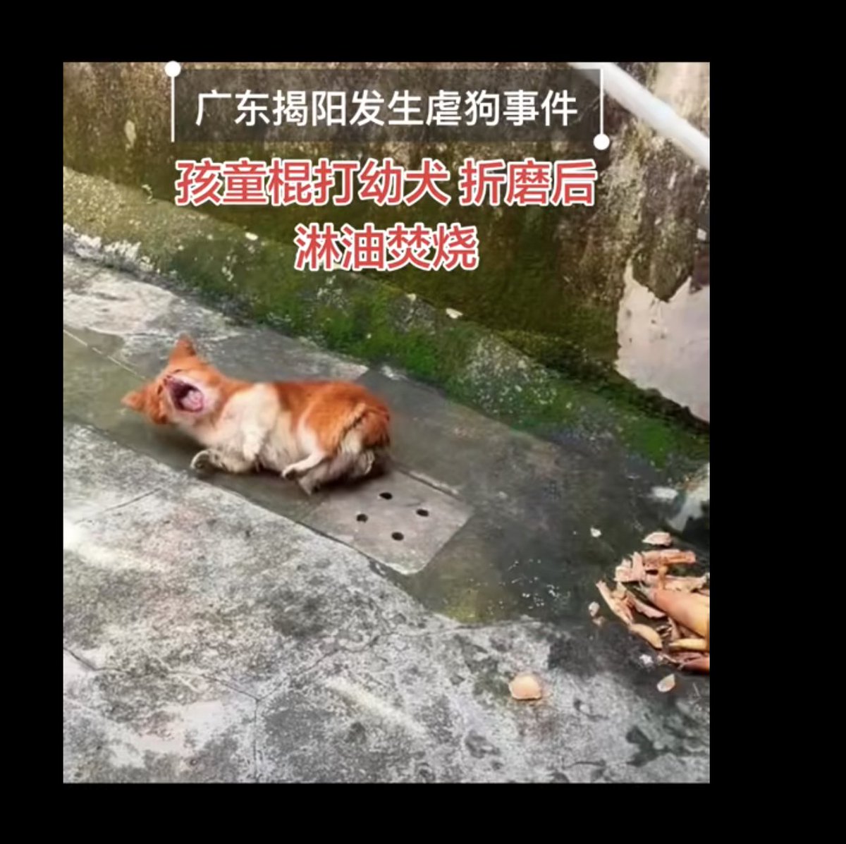 BdcsHehe's tweet photo. 0xa8743fb538ae9169c17a08f38ceb650b927a4444
真他妈是披着人皮的畜牲祸害人间。 https://t.co/iE7x7gff50