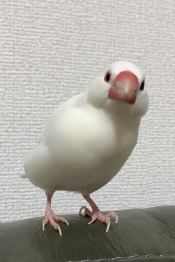 chimata69's tweet photo. お前らは餅であり、寿司であり、笹かまぼこであり、小籠包であり、恐竜であり、液体であり、気体であり、天使であり、怒れる凶器であり、吸い物であり、やかましい楽器であり、細長い謎生き物であり、無尽蔵うんこ落とし係であり、種カス散らし師であり、群の一員であり、私の家族である。 https://t.co/kgnz2pm5nh