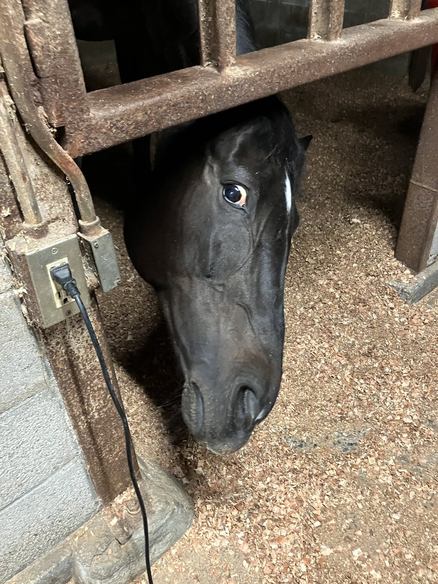 aidaihorse1964's tweet photo. にんじんヤクザ🥕🕶️
#愛媛大学馬術部　#アリア https://t.co/4bVqAMW7Bm