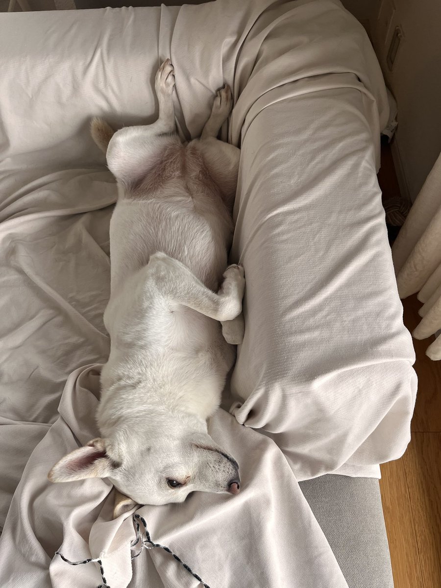 ocerodog's tweet photo. 白のへそ天はなかなかお目にかかれないので、ありがたや。

※可愛すぎてこの後添い寝した https://t.co/U6AFIOEwui