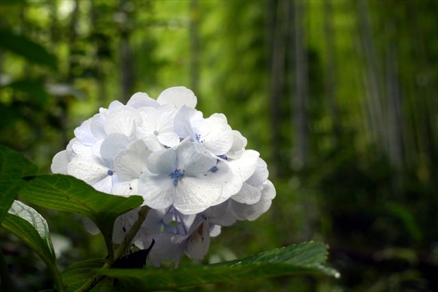 skywalker_orion's tweet photo. 梅雨らしくなってきた🌧️ #紫陽花 #アジサイ #梅雨 https://t.co/ER1xrbWBz3