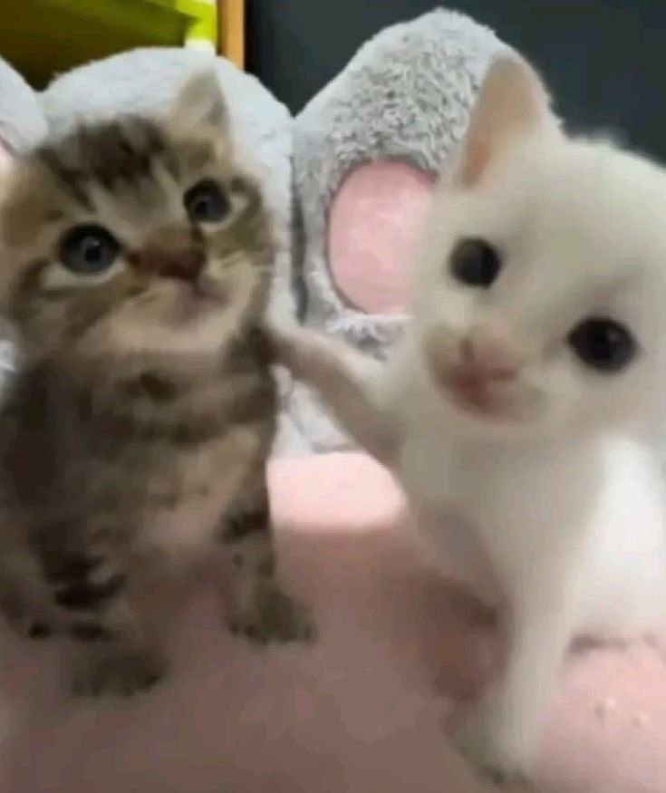 CuteCatposte's tweet photo. https://t.co/Bo3WpWDiZG