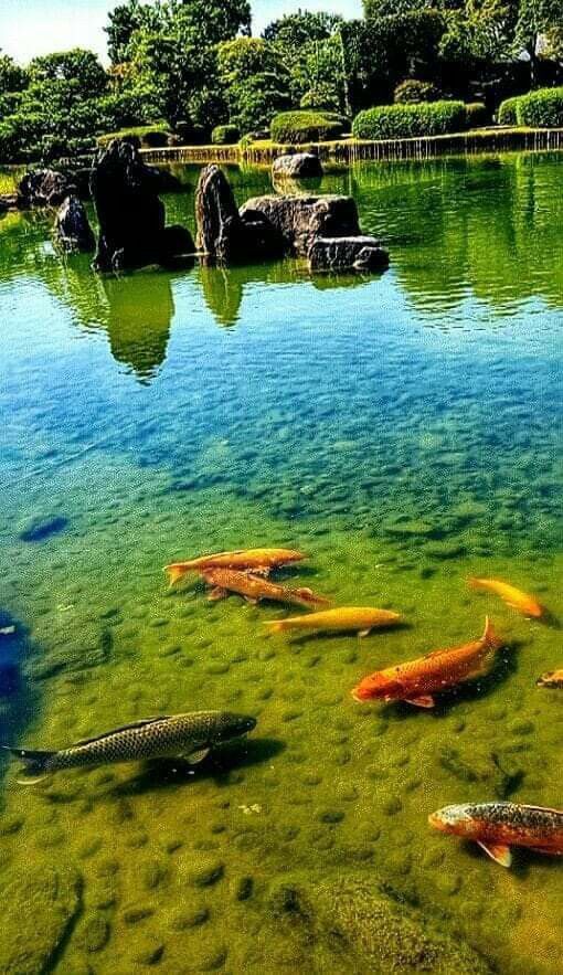natureinside11's tweet photo. Colorful fishes https://t.co/QED4EkYfN6