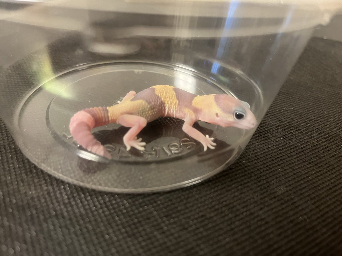 StarsGecko's tweet photo. ゴーストのベビー👻少しずつ成長中。ちょっとメスっぽいかも？可愛いからok🦆

#ニシアフ　#ニシアフリカトカゲモドキ
#ゴースト　#ニシアフベビー https://t.co/ZwjxoyCKrv