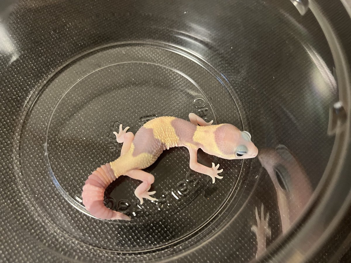 StarsGecko's tweet photo. ゴーストのベビー👻少しずつ成長中。ちょっとメスっぽいかも？可愛いからok🦆

#ニシアフ　#ニシアフリカトカゲモドキ
#ゴースト　#ニシアフベビー https://t.co/ZwjxoyCKrv