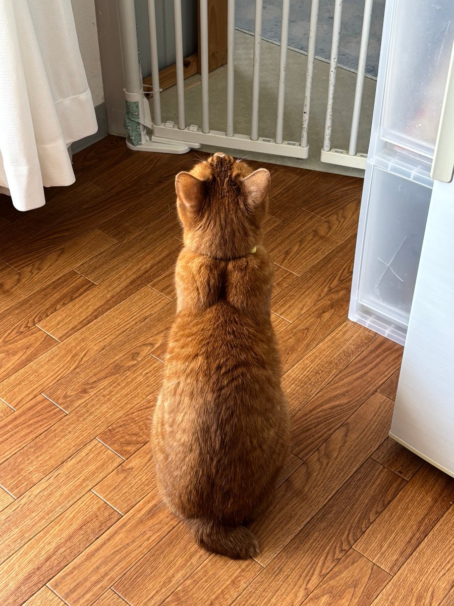 maplemaple19's tweet photo. ご飯出てこない…

#食いしん坊
#猫のいる生活
#猫のいる暮らし https://t.co/f7haacXRNn