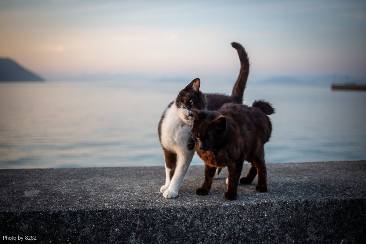 haniyan0821's tweet photo. なかよし
#猫写真 https://t.co/KKHAtopVGl