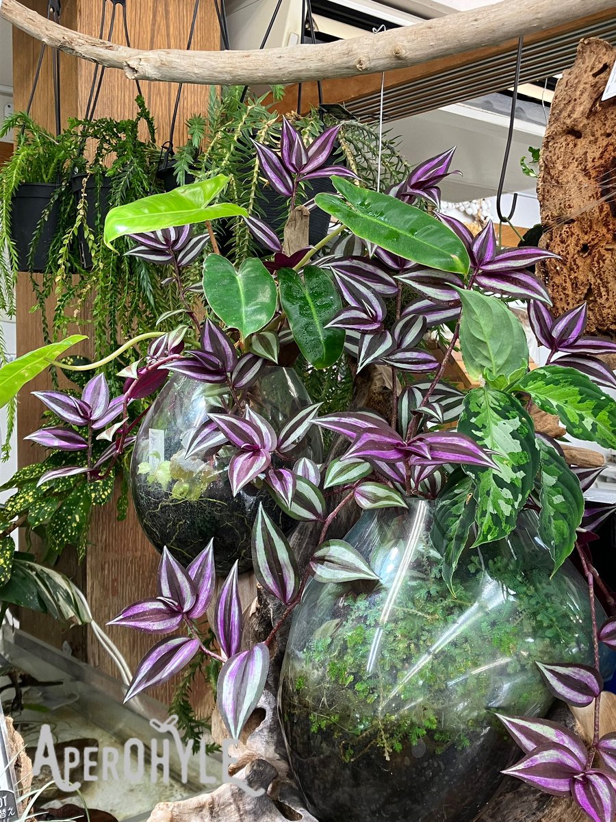 aperohyle's tweet photo. #テラリウム
#観葉植物
#アペロヒューレ https://t.co/hTPrbubd1b