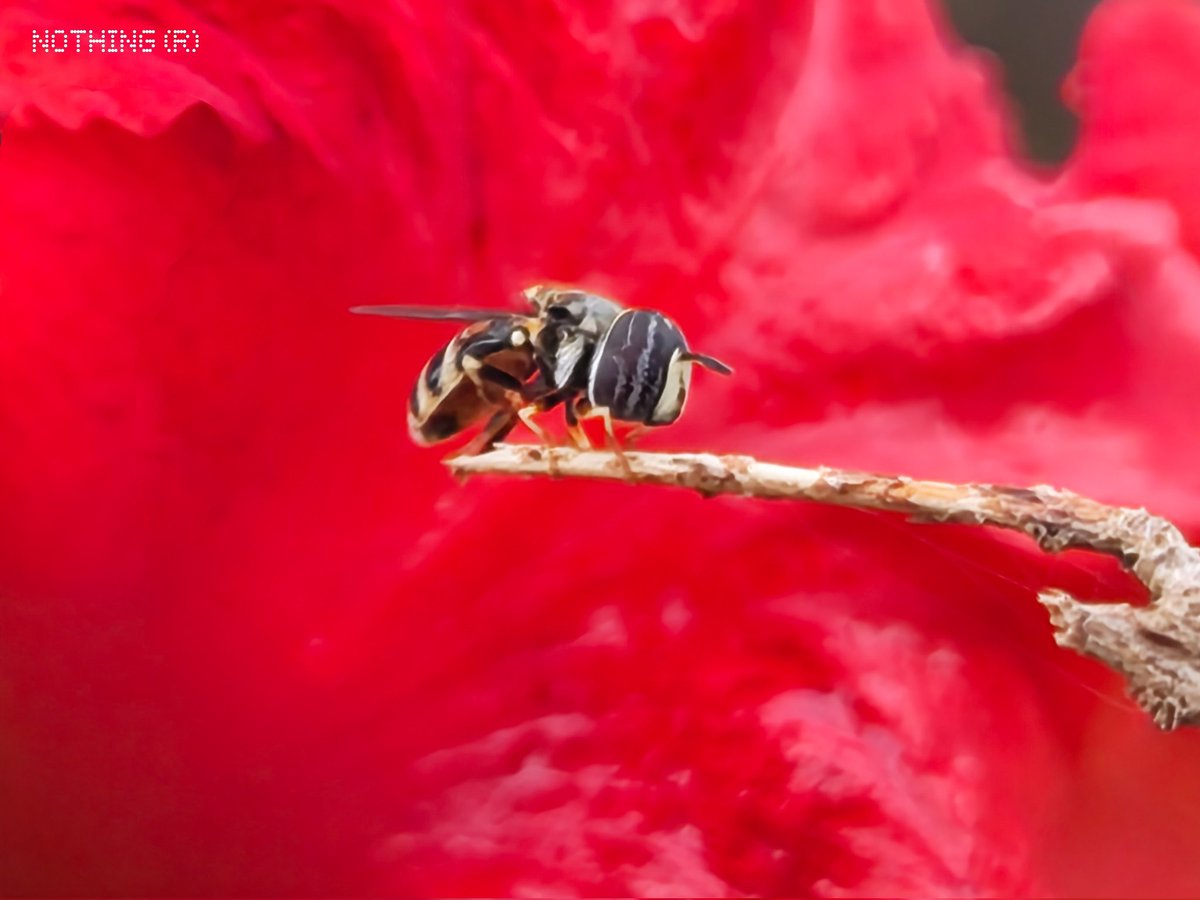 amreczy_'s tweet photo. Red became the canvas. The bee became the story.
#withnothing #nothingindia
#nothing4a #snapdragon https://t.co/ExgBapgmWx