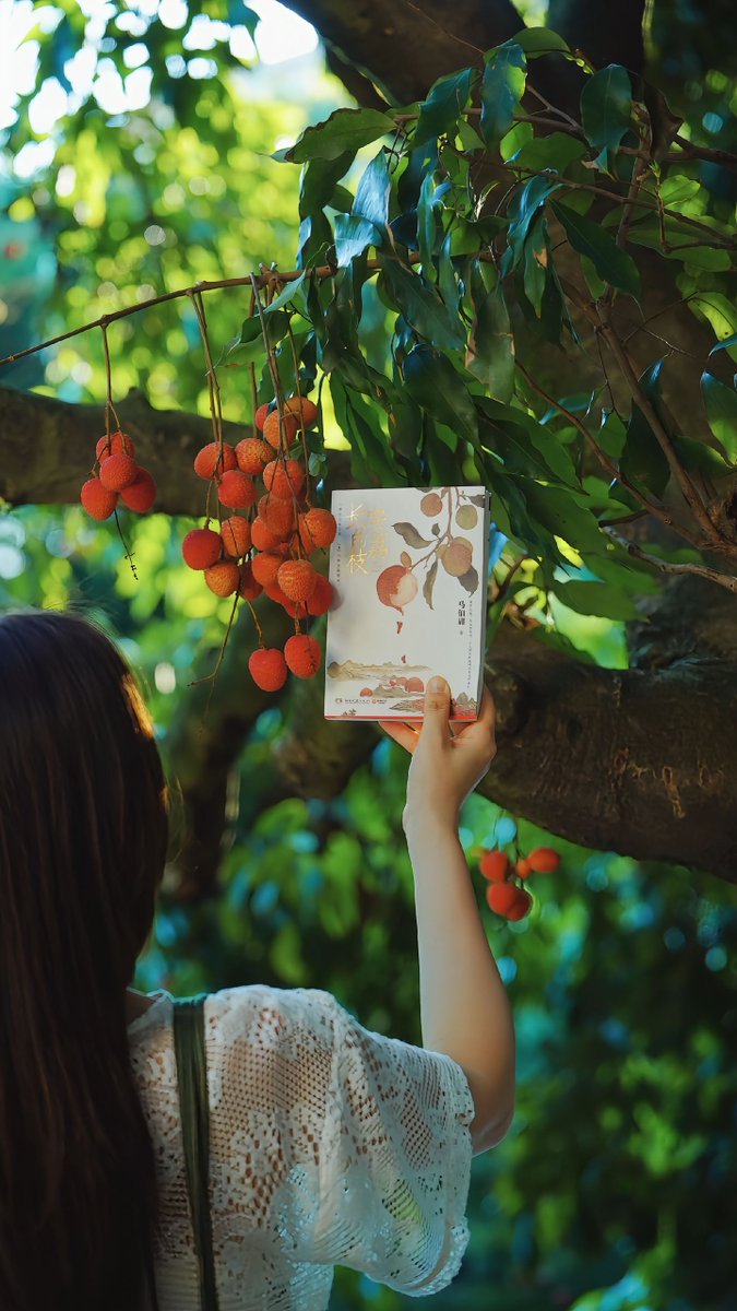 HolaFujian's tweet photo. 🍒🍃 Summer has arrived, and Putian's lychees are in season! Hanging from the branches like clusters of little red lanterns, they're bursting with sweetness and filling the air with their irresistible aroma.
#Putian #Lychee #Fujian #Summer #RefreshingFujian
@ChineseEmbinUS @ChinaEmbajada @CGMeifangZhang @zhang_heqing @cultureCHN @china_athens @salahzhang @China_Amb_Mdv @XIEYongjun_CHN @ChinaCG_HH @consulat_de @EmbSuarezSalvia @ChinaEmbGrenada