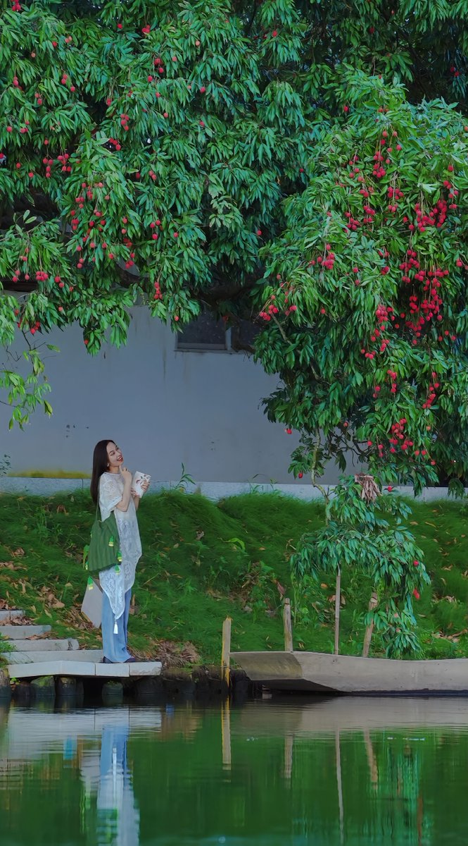 HolaFujian's tweet photo. 🍒🍃 Summer has arrived, and Putian's lychees are in season! Hanging from the branches like clusters of little red lanterns, they're bursting with sweetness and filling the air with their irresistible aroma.
#Putian #Lychee #Fujian #Summer #RefreshingFujian
@ChineseEmbinUS @ChinaEmbajada @CGMeifangZhang @zhang_heqing @cultureCHN @china_athens @salahzhang @China_Amb_Mdv @XIEYongjun_CHN @ChinaCG_HH @consulat_de @EmbSuarezSalvia @ChinaEmbGrenada
