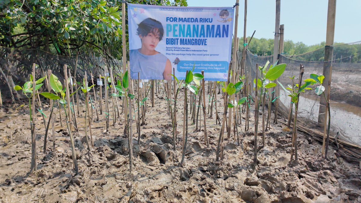 MAEDARIKU_IDN's tweet photo. 𝟮𝟬𝟮𝟲 𝗥𝗜𝗞𝗨 𝗕𝗜𝗥𝗧𝗛𝗗𝗔𝗬 𝗣𝗥𝗢𝗝𝗘𝗖𝗧
Adopsi Bibit Mangrove 🌳

Pada tanggal 24 Juni 2026, kami mengadopsi 16 bibit mangrove atas nama Maeda Riku yang berlokasi di Semarang, Indonesia. Melalui yayasan Kemangi, kami berharap dapat berkontribusi dalam upaya konservasi lingkungan di Indonesia yang bermanfaat jangka panjang untuk melindungi ekosistem pesisir.

⭐️ Total Donasi : Rp 579.000,-
⭐️ Item Donasi : 16 (Enam Belas) Bibit Mangrove jenis Rhizophora Mucronata

#RikuDeliveryService #리쿠 #リク