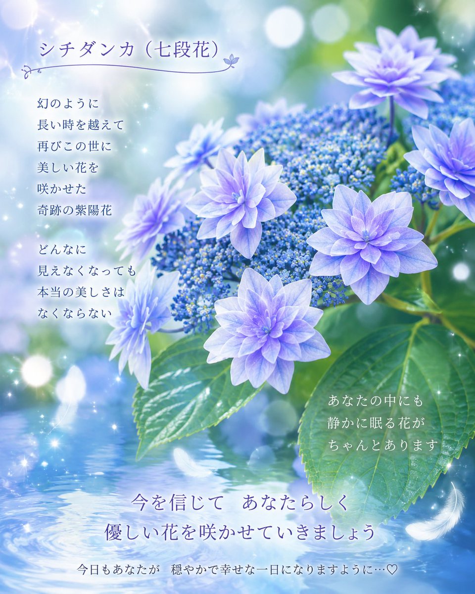 yurin_555's tweet photo. あまり知られていませんが…

「シチダンカ（七段花）」という
とても美しい紫陽花があります。💙

江戸時代に記録されたあと、
長い間「幻の紫陽花」と呼ばれ、
約120年後に再発見されたそうです。

どんなに見えなくなっても、
美しいものはなくなっていたわけでは
ありません。

私たちの幸せや才能も同じ。

今は見えなくても、
ちゃんと心の中にあります✨

今日もあなたの中の花が
優しく咲きますように🍀

#紫陽花 #シチダンカ #七段花 #言霊 #HappyMind