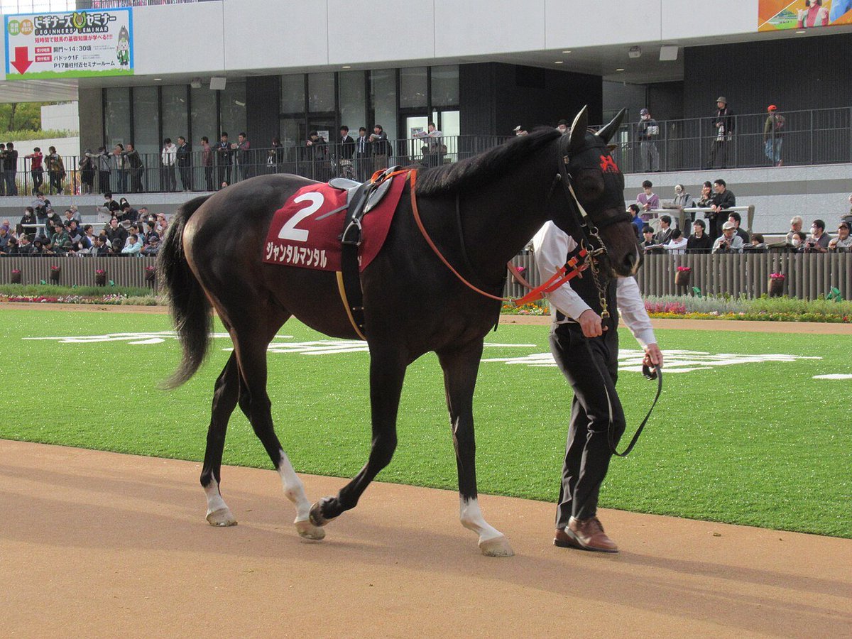 keiba_info_club's tweet photo. 今年引退したGI級優勝馬

・ソウルラッシュ（牡8）
　→ブリーダーズSSで種牡馬入り

・ダノンスコーピオン（牡7）
　→南アフリカで種牡馬入り

・ジャスティンパレス（牡7）
　→アロースタッドで種牡馬入り

・タスティエーラ（牡6）
　→優駿SSで種牡馬入り

・ブローザホーン（牡7）
　→JRA馬事公苑で乗馬

・ペプチドナイル（牡8）
　→アロースタッドで種牡馬入り

・テーオーロイヤル(牡8)
　→イーストスタッドで種牡馬入り

・アスコリピチェーノ（牝5）
　→ノーザンファームで繁殖入り

・アマンテビアンコ（牡5）
　→ノーザンホースパークで乗馬に

・ジャンタルマンタル（牡5）←NEW
　→社台SSで種牡馬入り

10頭でGI級15勝。またフォーエバーヤング（GI級6勝）は年内での引退が報道されています