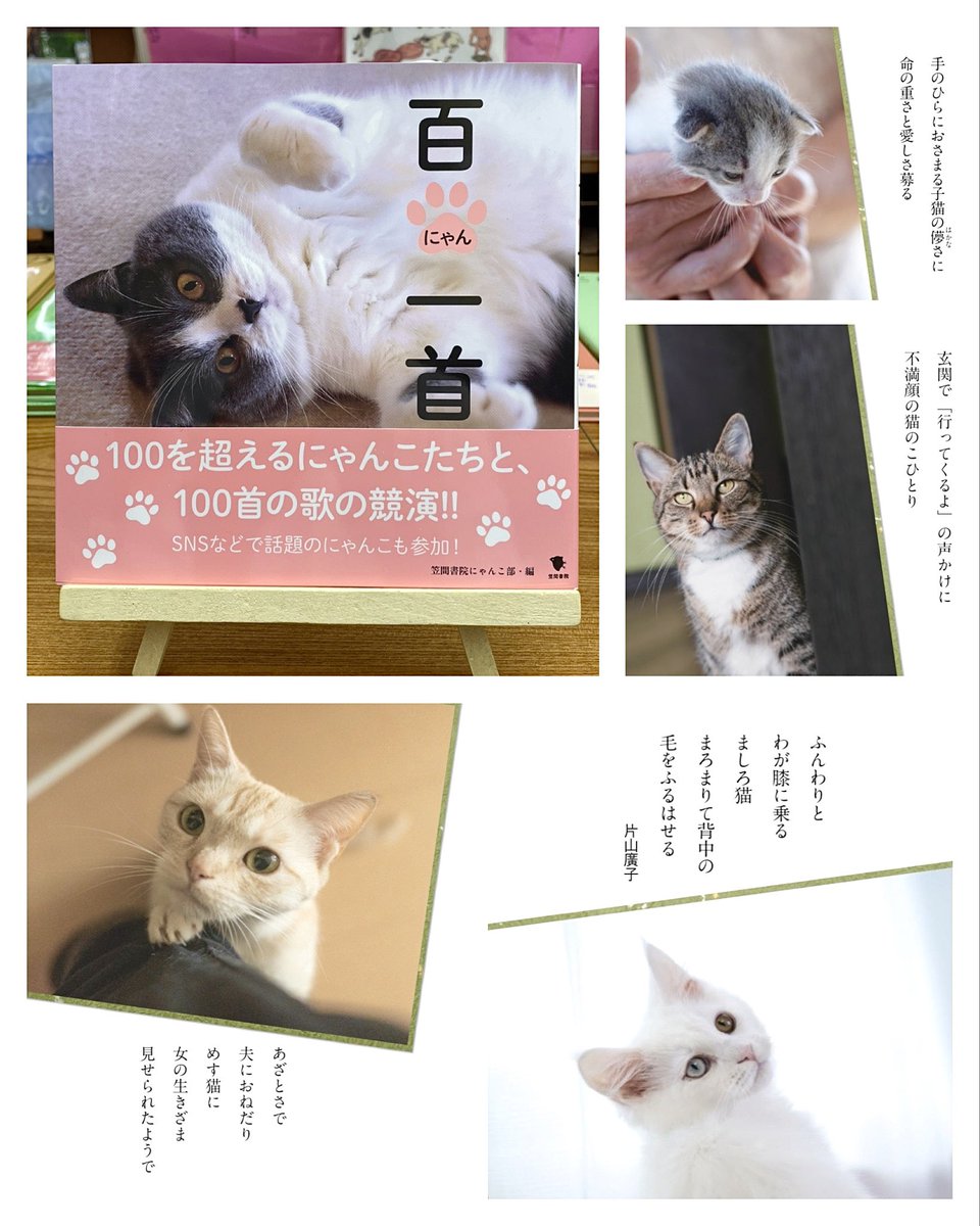 手のひらにおさまる子猫の儚さに 命の重さと愛しさ募る- 100匹を超える