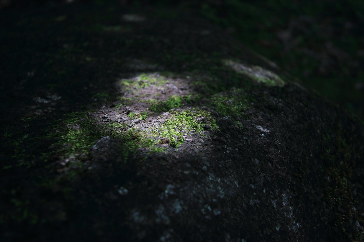 cappuccin45321's tweet photo. 苔むす公園
CANON EOS Kiss X7
EF100mm F2.8L MACRO IS USM
にて
#相模原公園
より
#キヤノン
#EOSKISS
#EOSKissX7
#Kissカメラ https://t.co/ncQFbDoJMl