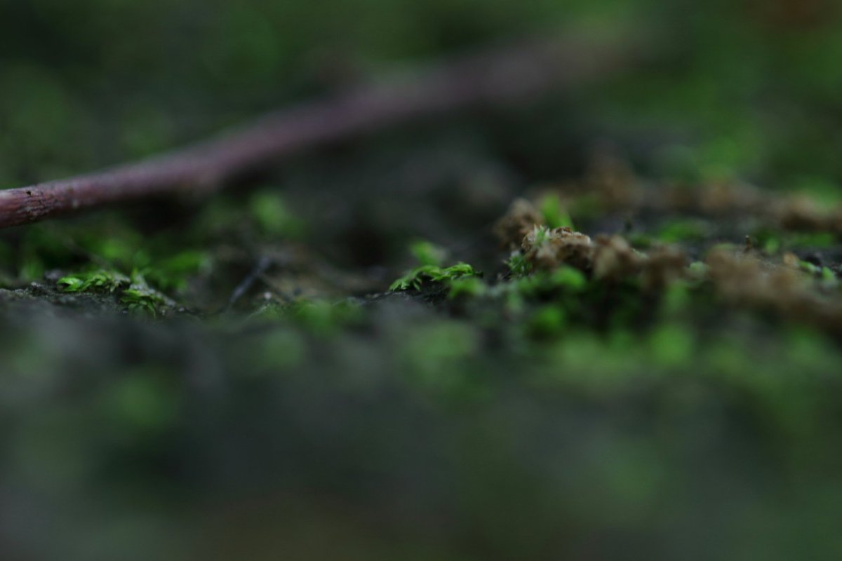 cappuccin45321's tweet photo. 苔むす公園
CANON EOS Kiss X7
EF100mm F2.8L MACRO IS USM
にて
#相模原公園
より
#キヤノン
#EOSKISS
#EOSKissX7
#Kissカメラ https://t.co/ncQFbDoJMl