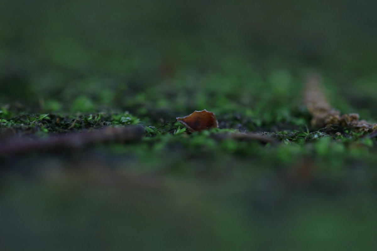 cappuccin45321's tweet photo. 苔むす公園
CANON EOS Kiss X7
EF100mm F2.8L MACRO IS USM
にて
#相模原公園
より
#キヤノン
#EOSKISS
#EOSKissX7
#Kissカメラ https://t.co/ncQFbDoJMl