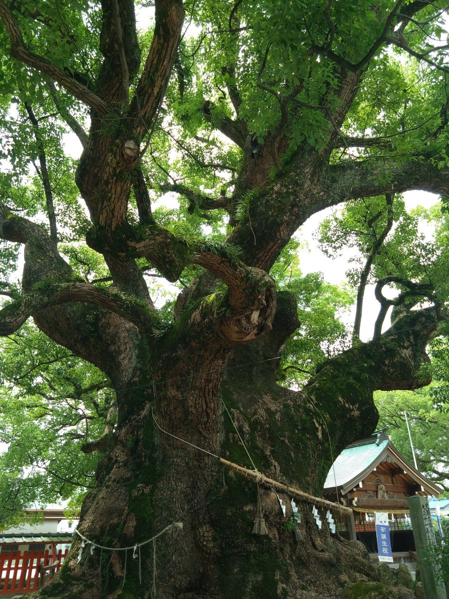 yuko07261's tweet photo. 数年前、夏越の大祓いで茅の輪くぐりが出来た宇美八幡宮。
今年は形代(人形)になってた。

大祓いは7月末にあるのは以前と変わらず。　

ベンチに座って、大木の葉音を聞いてます。心地よい風 https://t.co/MIF6GlnzRh
