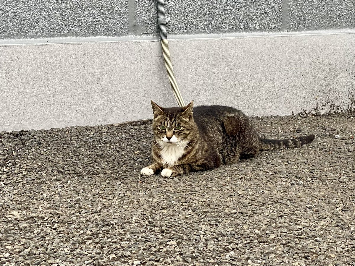 猫好きに悪いやつはいない