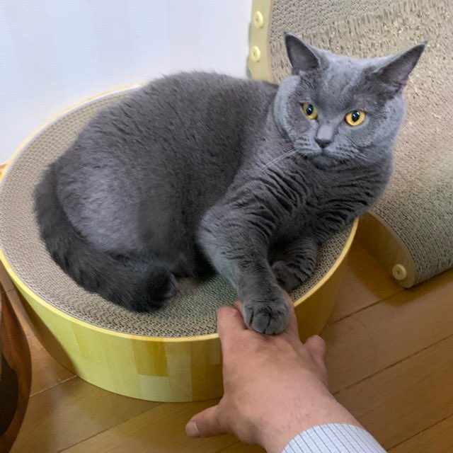 under99kg's tweet photo. ・
皆さんおはよー♪ございます。

ネコは気分屋さんですが、ウチの三女（ネコでは長女）もかなりのものです。
撫でられるのが好きなのに、気分屋が乗らないと拒否します。
その時は人の手を、手（前足）でブロックします。

それでもしつこく撫でようとすると、噛むマネをするんです。

可愛い〜 https://t.co/JNyhuhNbbp
