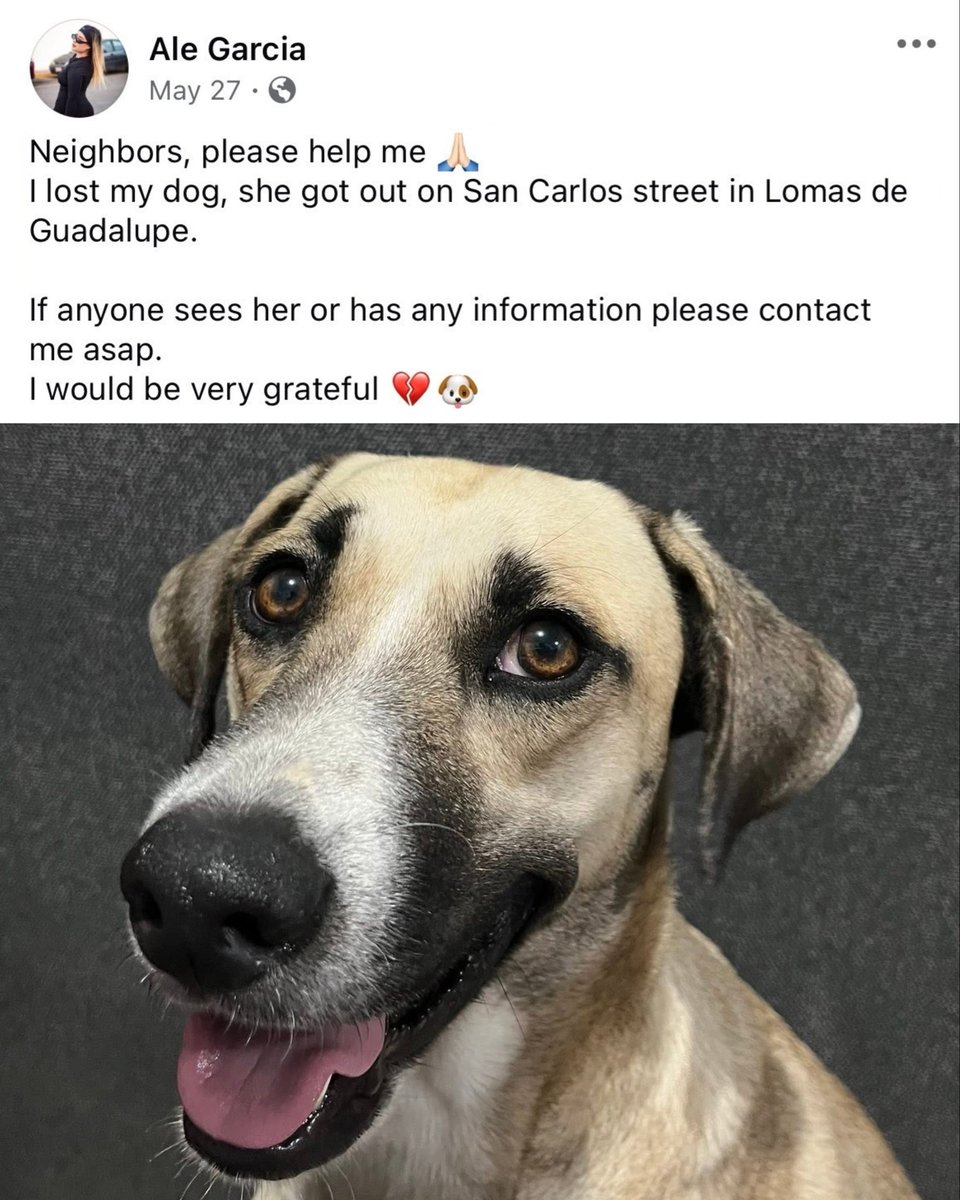 dog_rates's tweet photo. This is Gorda. She was reunited with her family after being spotted on a livestream of fans celebrating a Mexico World Cup win. "I wanted to cry, to hug her, and even to scold her," Garcia said of their reunion. "While we were worried looking for her, she was out partying!" 12/10 https://t.co/hWWZTS6eV4