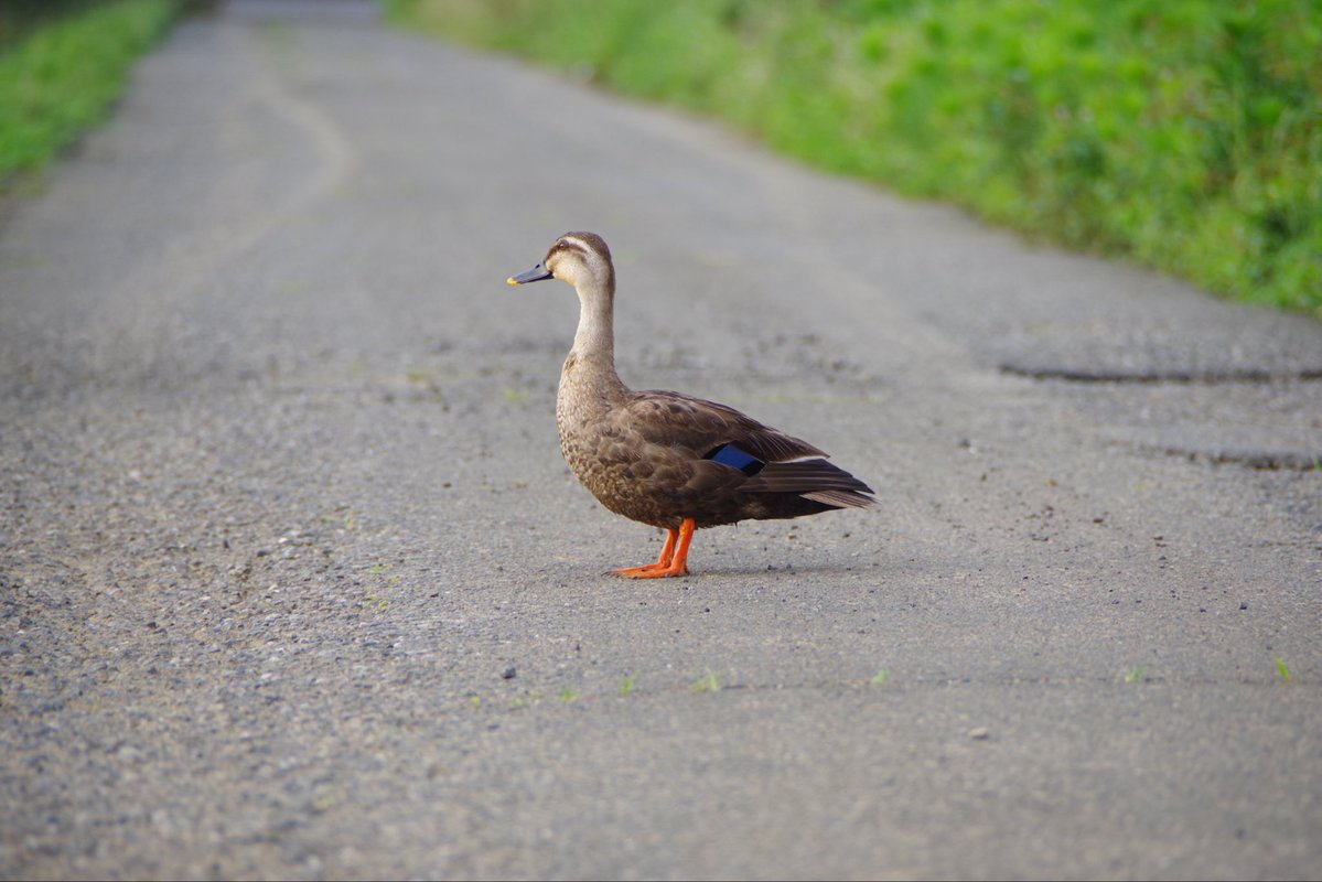 ぺこりん様 U*'エ'*)*'□'*) 🦆