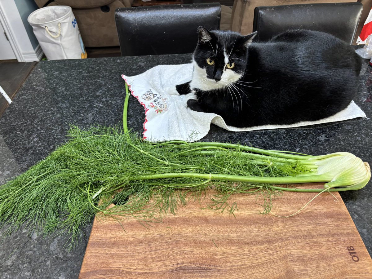 猫は王様 🐈🇨🇦 tweet media