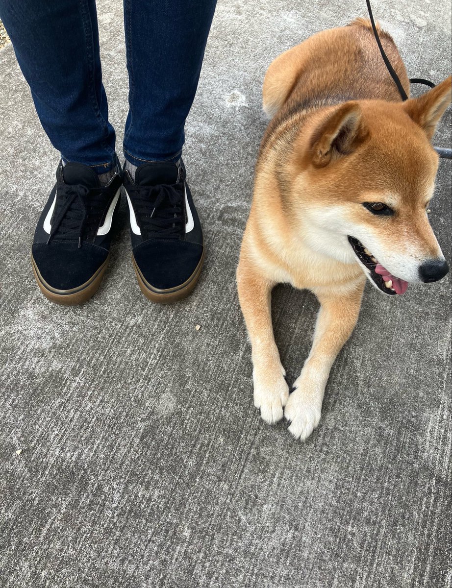 delicious_s62's tweet photo. おはようございます
クラブと代表はまた別物と選手が言ってました
予選グループと決勝トーナメントもまた別物

球際も普段通るようなパスも足が伸びてきますね

そんな世界線で戦った選手にお疲れ様と伝えたいですね

一生に一度見れるか見れないかの素晴らしい試合をありがとう

本日定休日です https://t.co/zSbwwatAAu