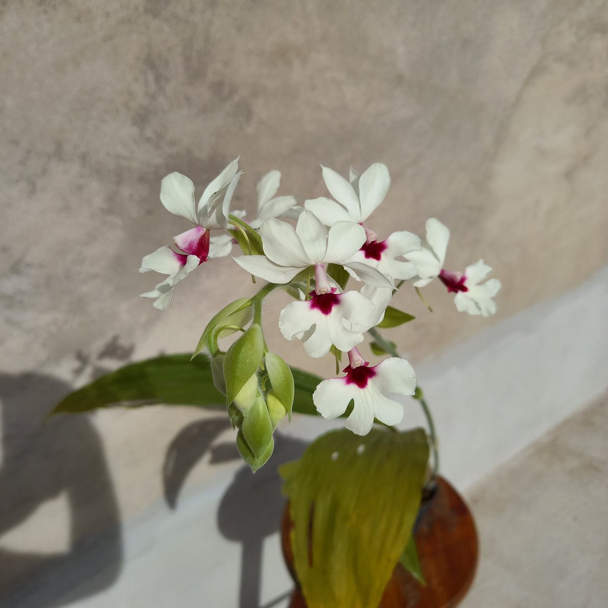 erickalbuqueoff's tweet photo. Calanthe vestita semi alba 🤍 #orchids https://t.co/o3JEpDqKNS