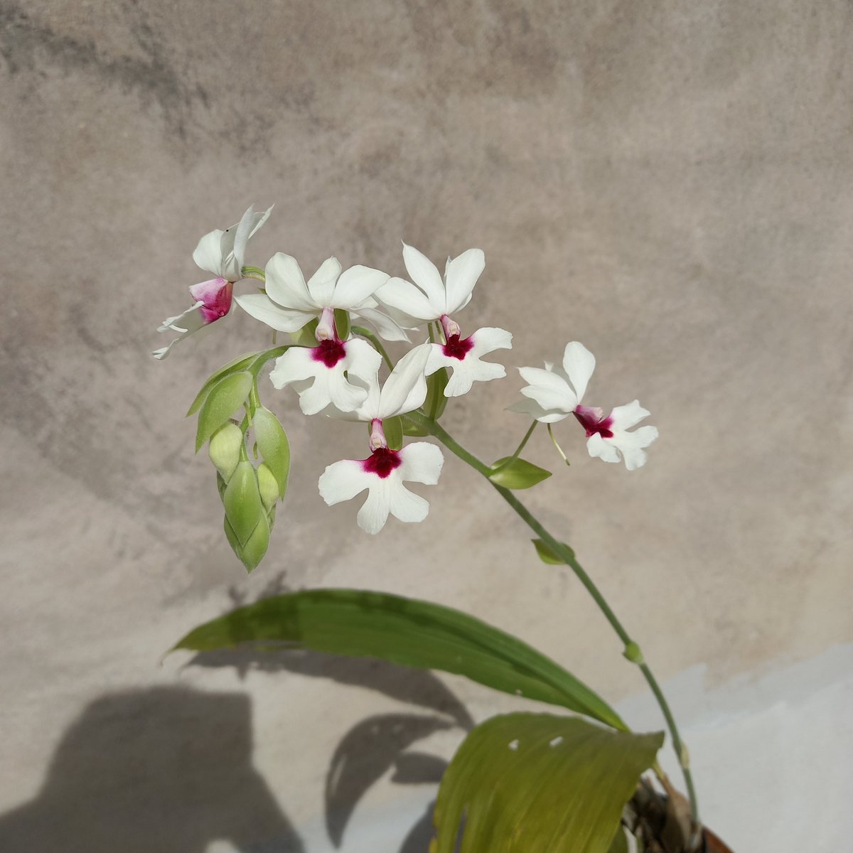 erickalbuqueoff's tweet photo. Calanthe vestita semi alba 🤍 #orchids https://t.co/o3JEpDqKNS