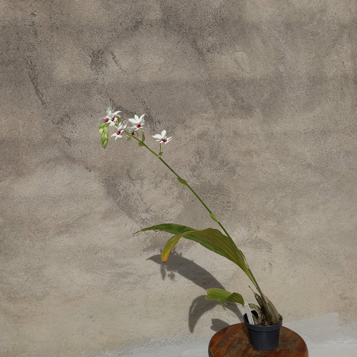 erickalbuqueoff's tweet photo. Calanthe vestita semi alba 🤍 #orchids https://t.co/o3JEpDqKNS