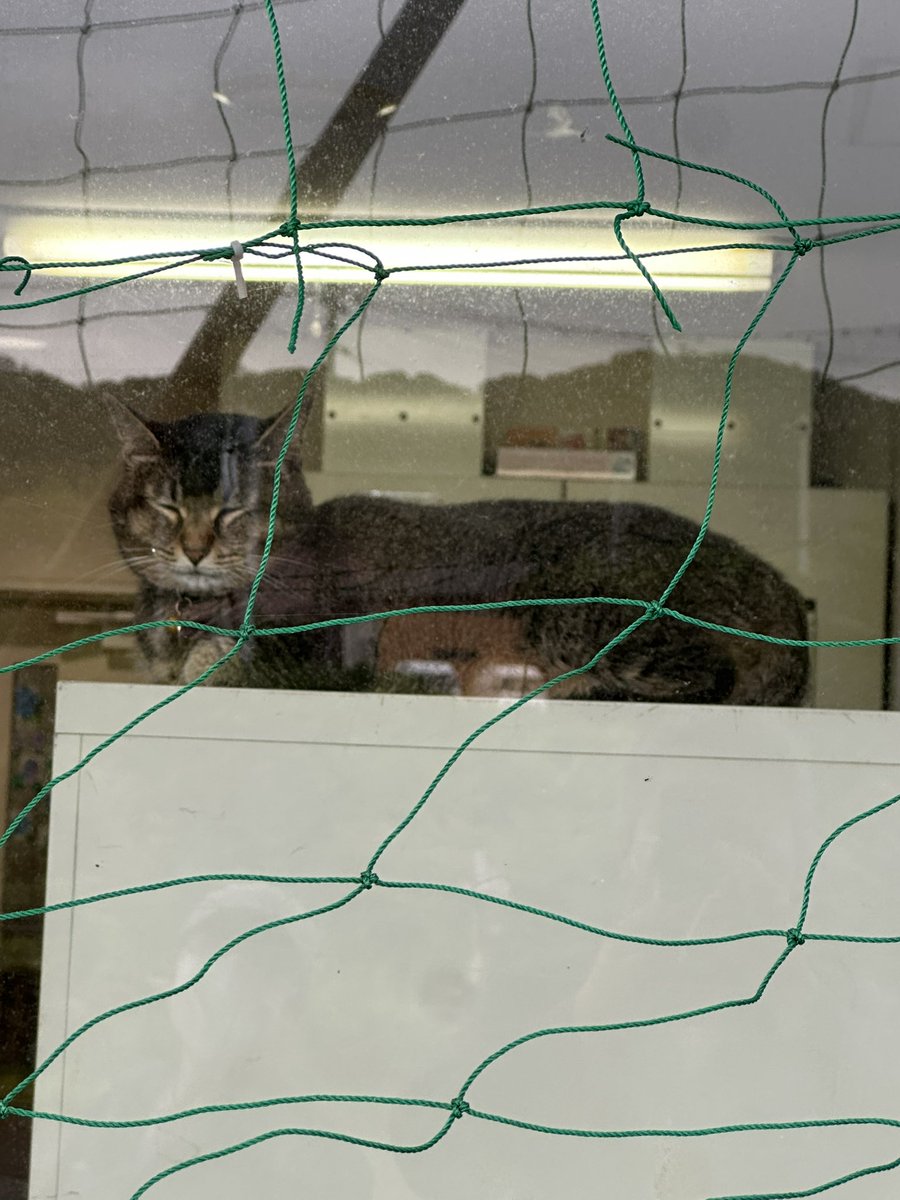 billyanduncle's tweet photo. お客さんのところの介護施設で1番えらい猫

おじさんは「所長」と呼んでいる https://t.co/9HIQvz90dF