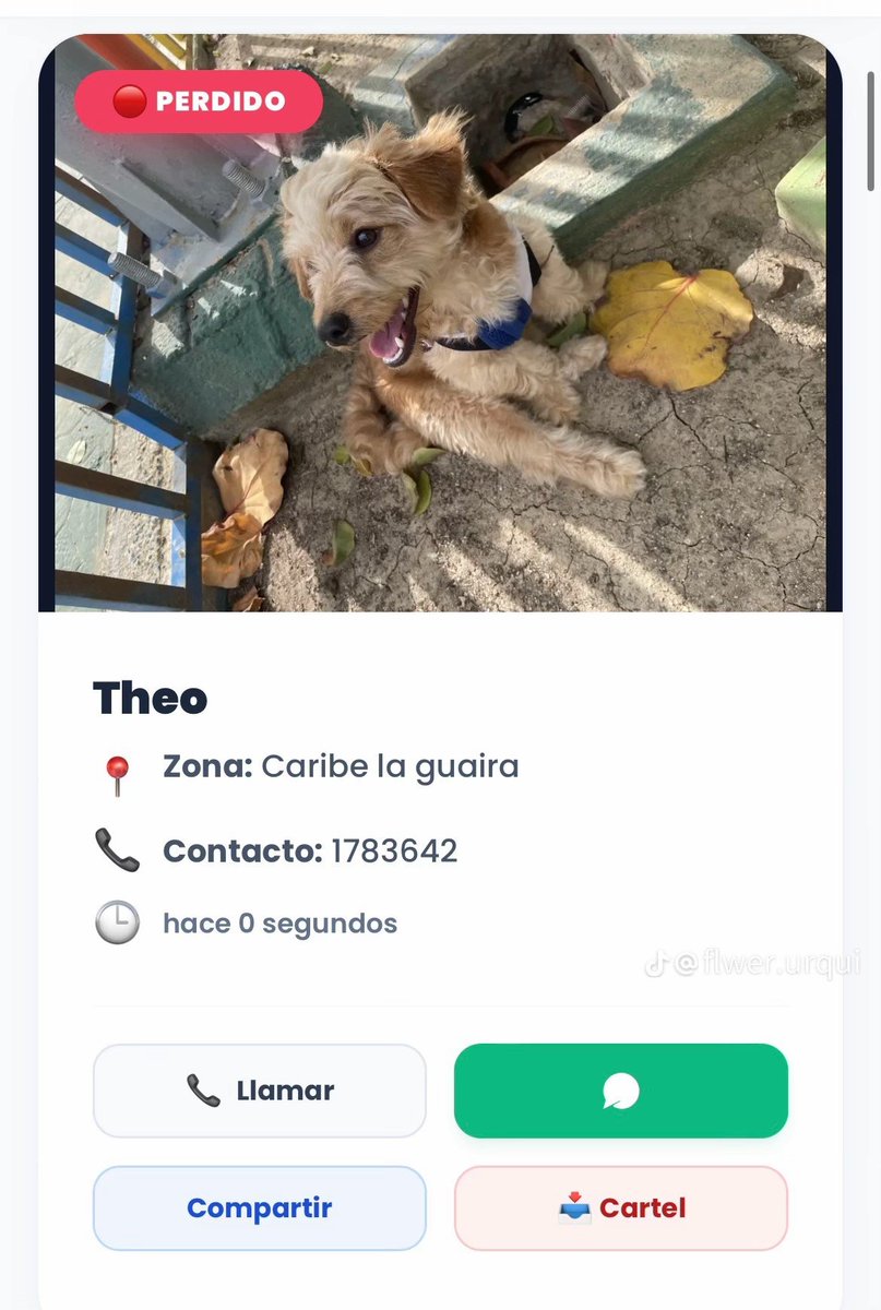 _angg09's tweet photo. 🚨 MASCOTAS DESAPARECIDAS 
📍Res. Elite Beach, Caribe La Guaira cerca de mcdonald's 
Theo (marrón) es macho, Coco y Samira son hembras https://t.co/fTSSTrj8Ce