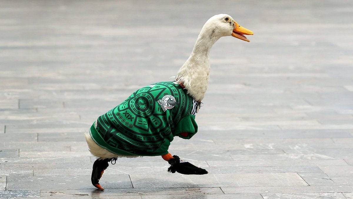 IISUNAM's tweet photo. ✨️¿Conoces al pato Merlín? Reflexiona sobre su papel en este mundial, lee: El pato Merlín y la mercantilización de la vida animal en tiempos del mundial✨️

En el blog del IIS-UNAM, 'Resonancias':

https://t.co/N365tUIlkn https://t.co/ejyzHCVO02